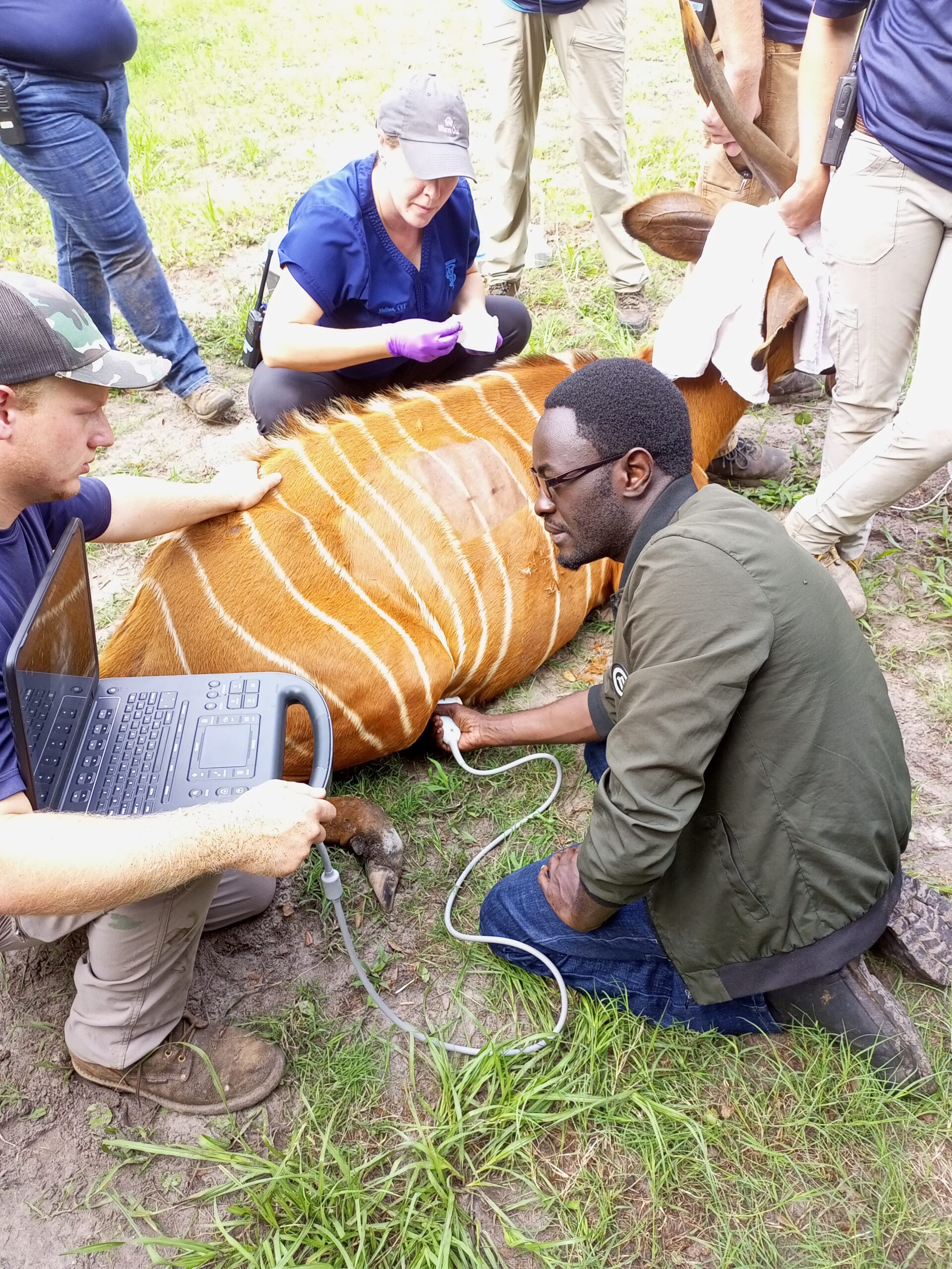 Ugandan wildlife Veterinarian Dr. Watuwa James named a 2022 Finalist